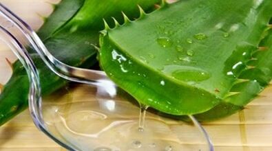 aloe gizonezkoen potentzia handitzeko